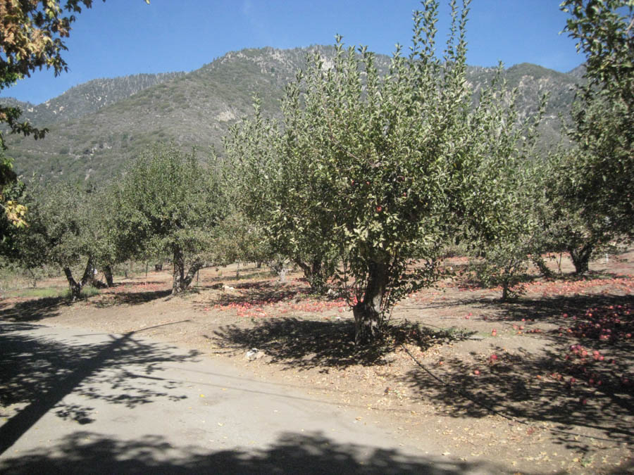 Apple picking in Oak Glen California October 2014
