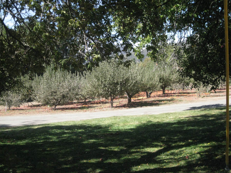 Apple picking in Oak Glen California October 2014