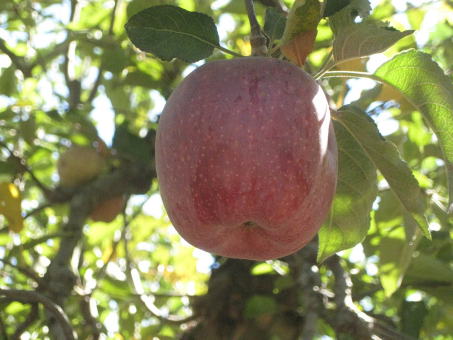 Apple picking in Oak Glen California October 2014