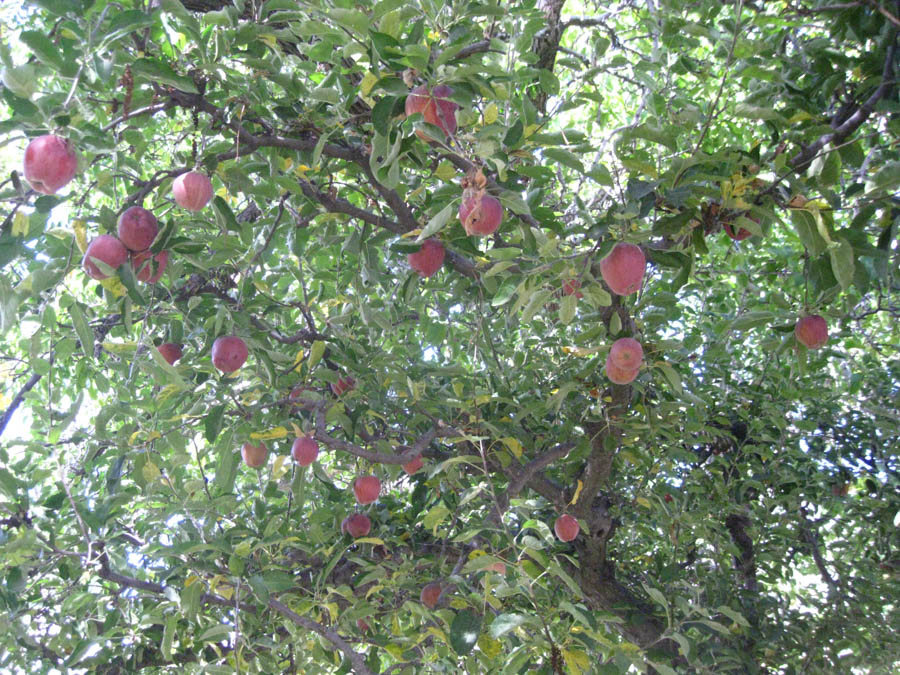 Apple picking in Oak Glen California October 2014