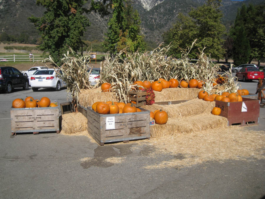 Apple picking in Oak Glen California October 2014