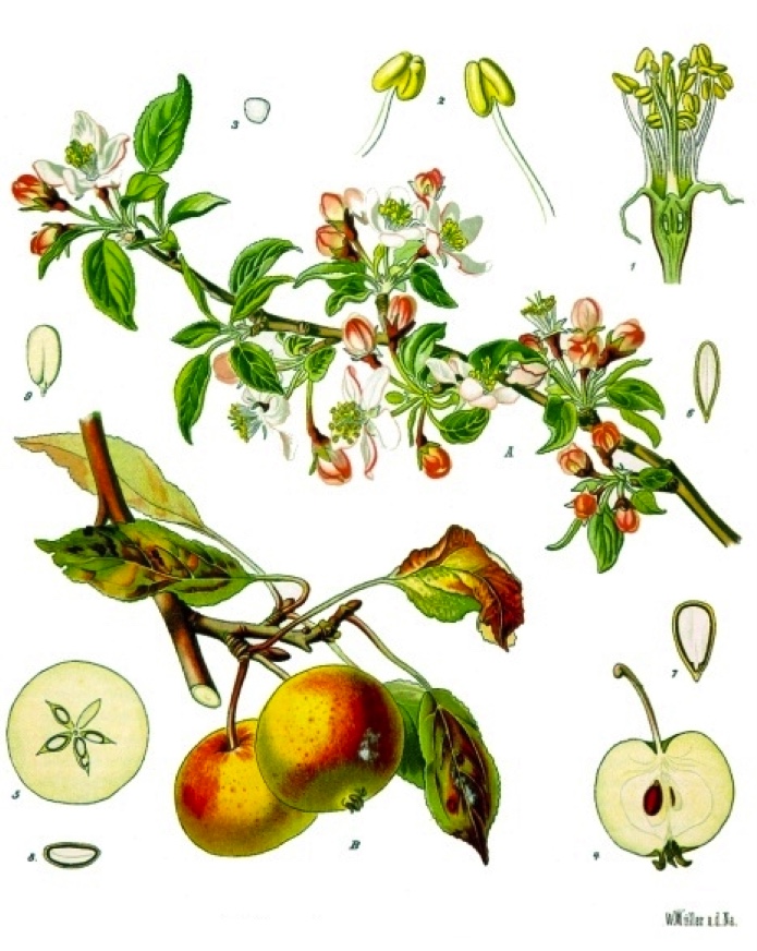 Jabłoń dzika (Malus sylvestris)