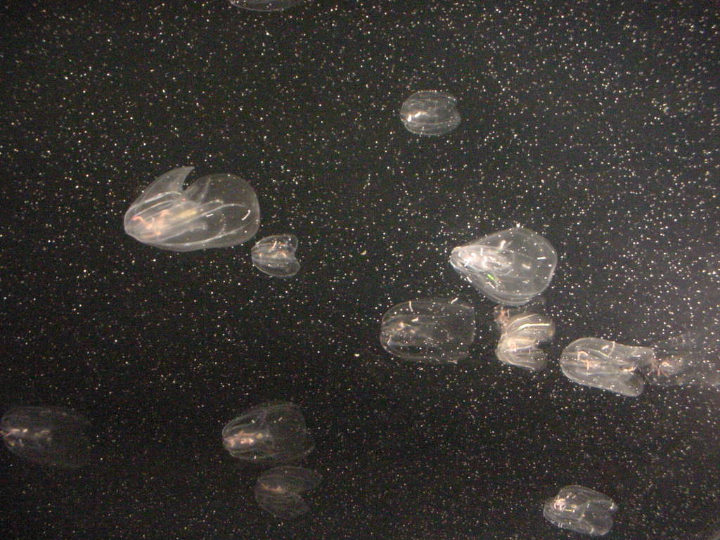 Aquarium Of The Pacific