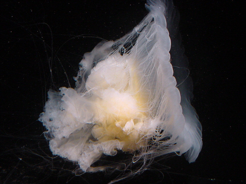 Aquarium Of The Pacific