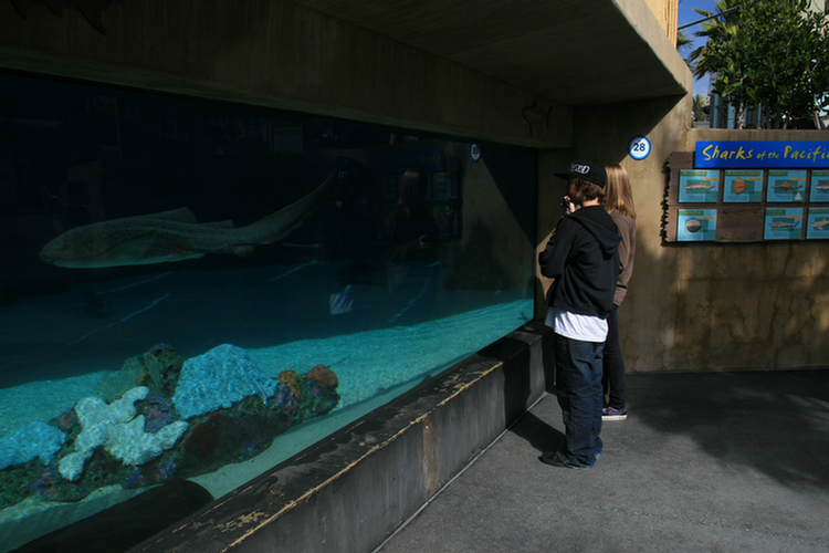 Aquarium Spring Break 2009