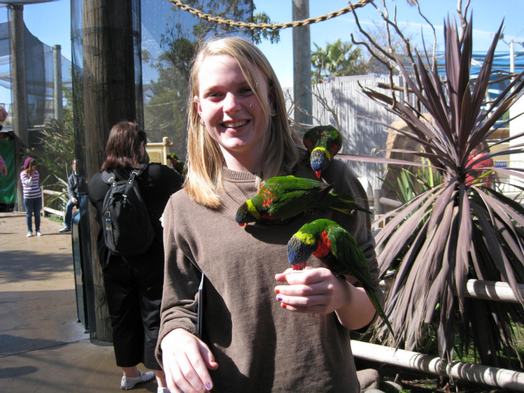 Lorikeets