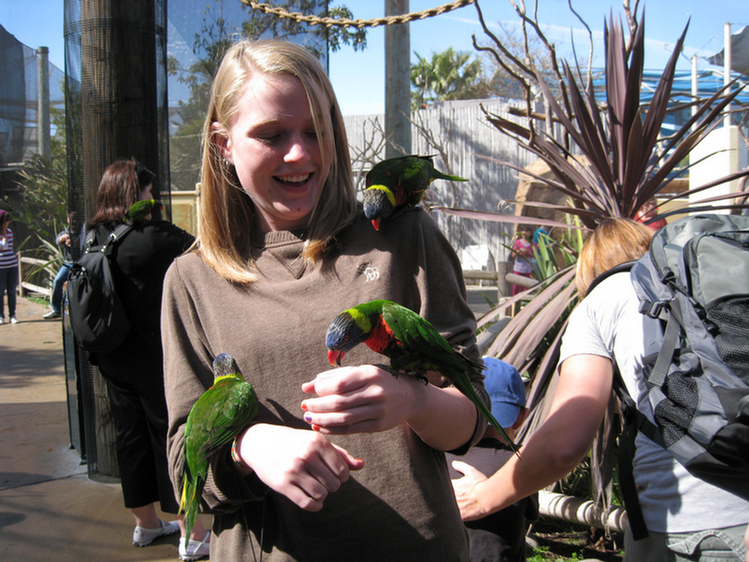 Lorikeets