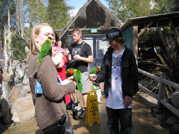 Lorikeets