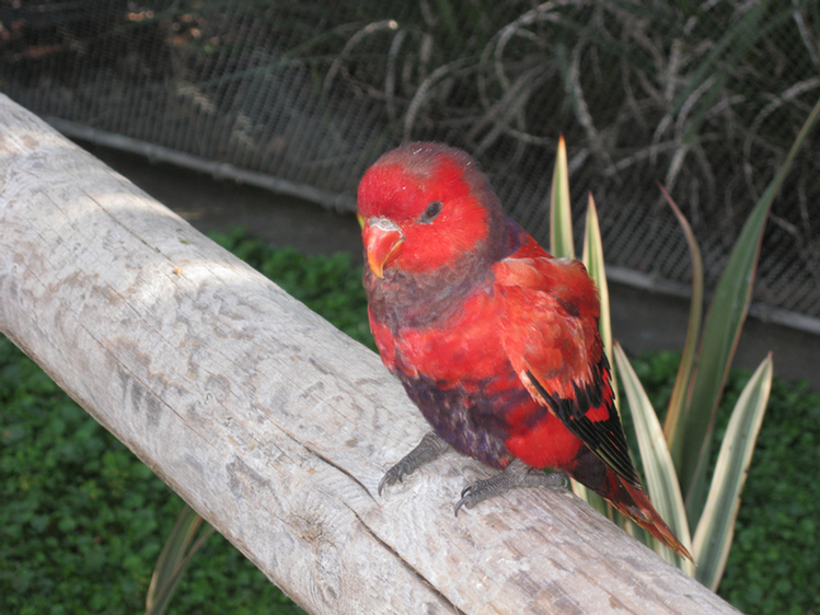 Lorikeets