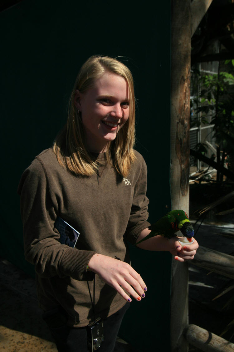 Lorikeets