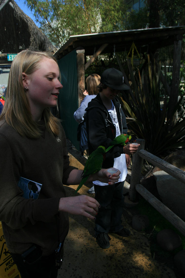 Lorikeets