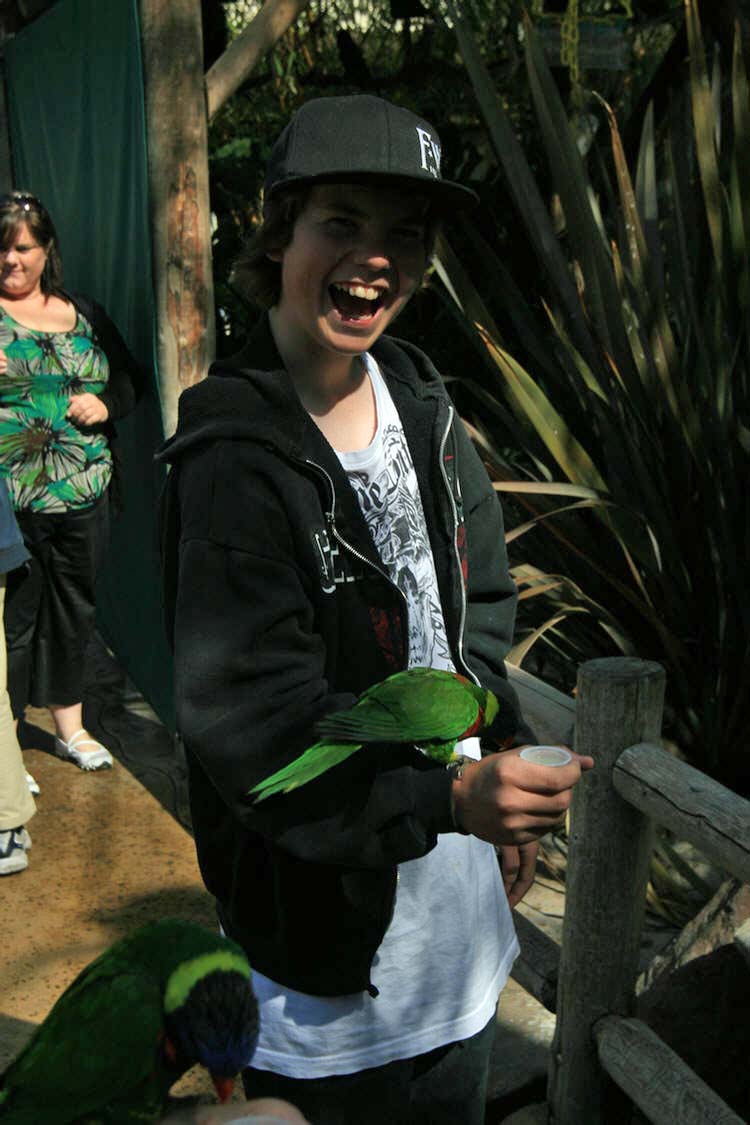 Lorikeets