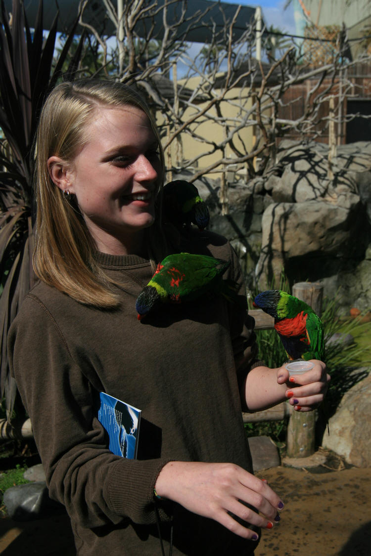 Lorikeets