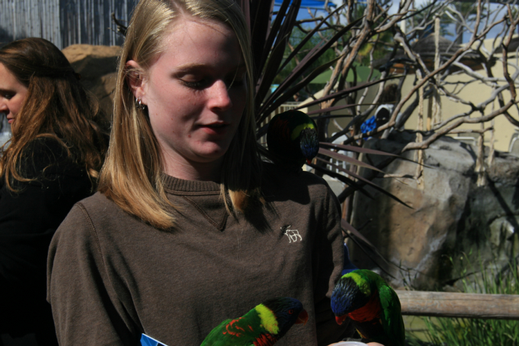 Lorikeets