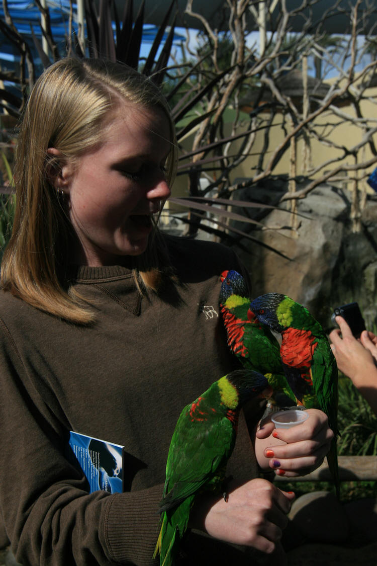 Lorikeets