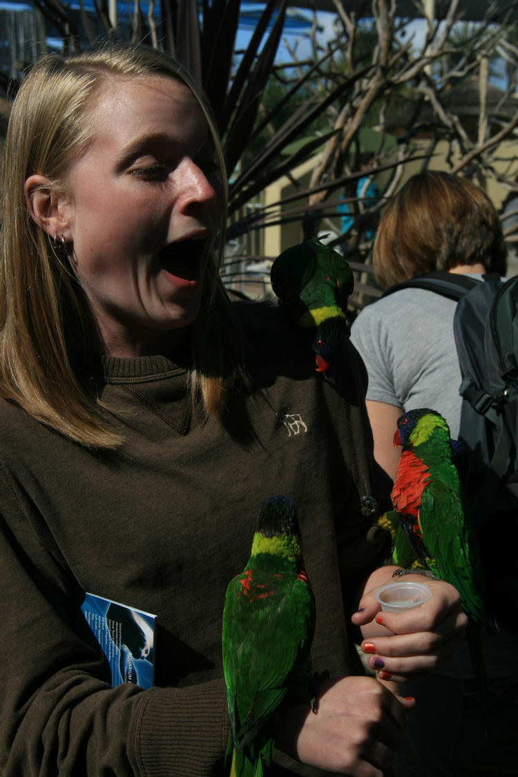 Lorikeets