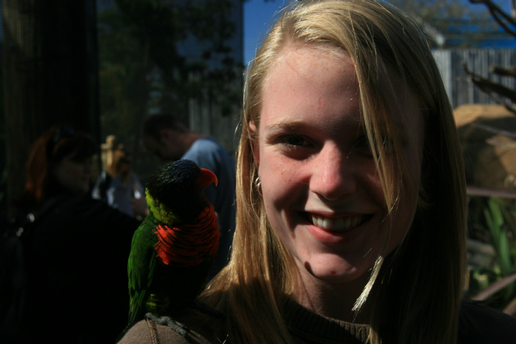 Lorikeets