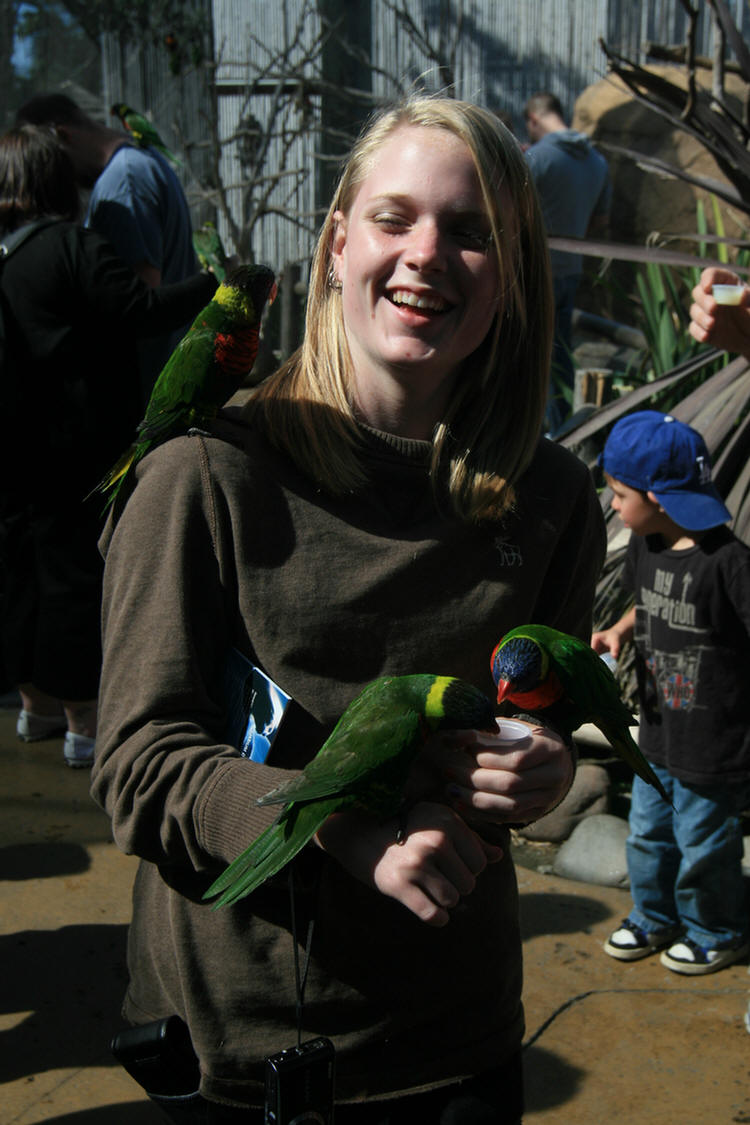 Lorikeets