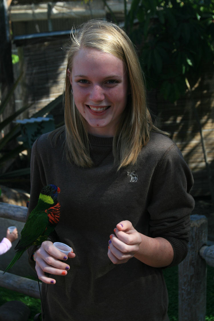 Lorikeets