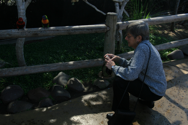 Lorikeets