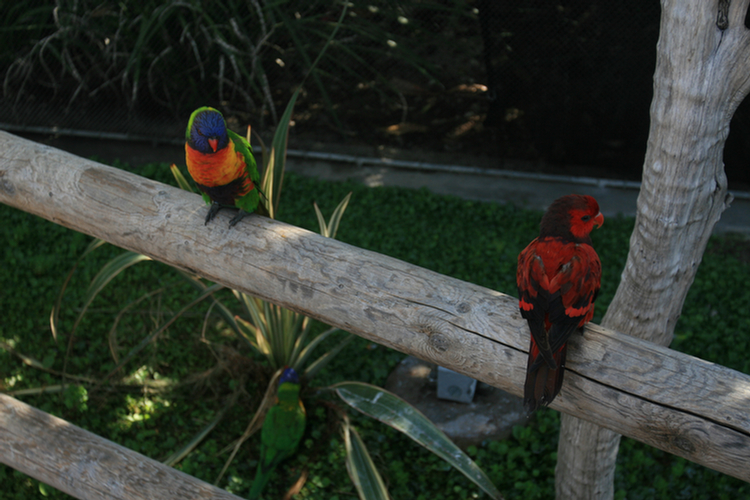 Lorikeets