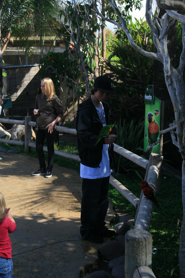 Lorikeets