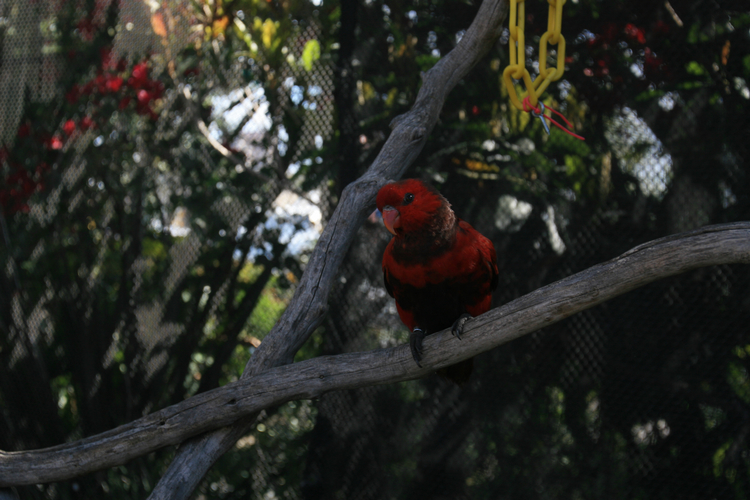 Lorikeets