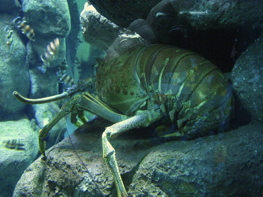 15th anniversary for the Aquarium Of The Pacific