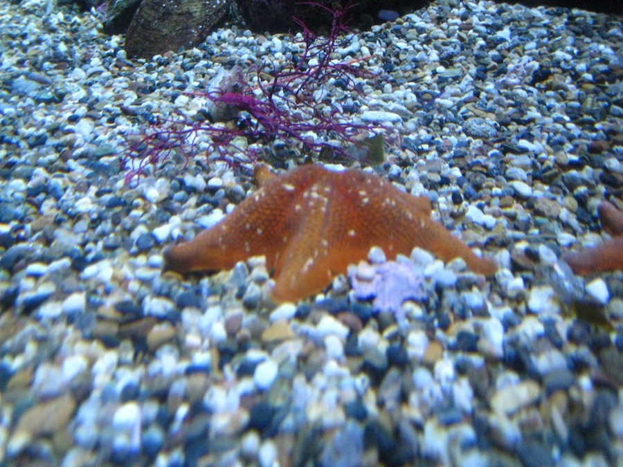 15th anniversary for the Aquarium Of The Pacific