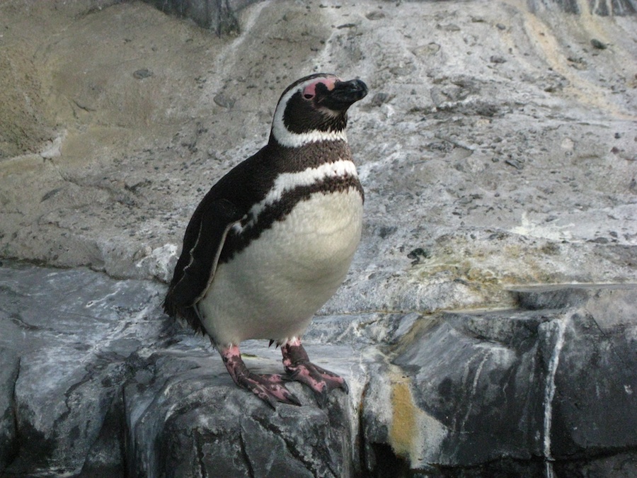 15th anniversary for the Aquarium Of The Pacific