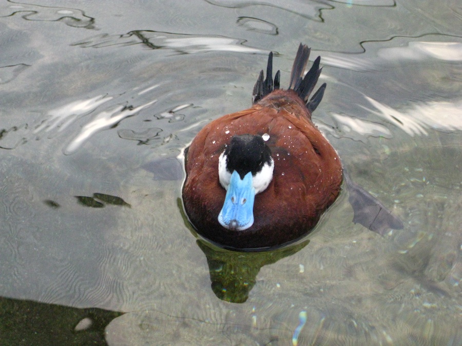 15th anniversary for the Aquarium Of The Pacific