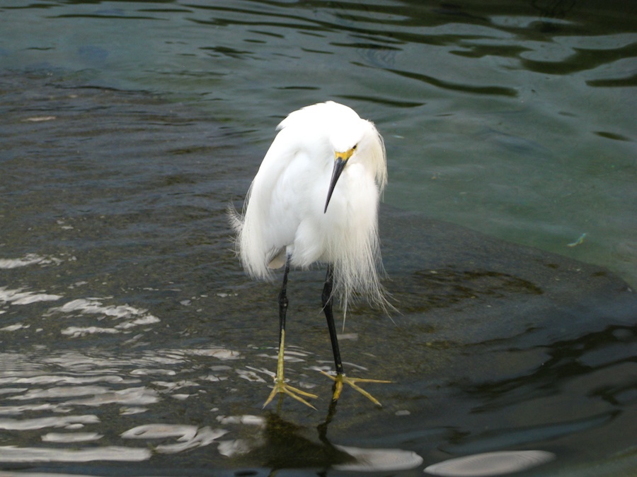 15th anniversary for the Aquarium Of The Pacific