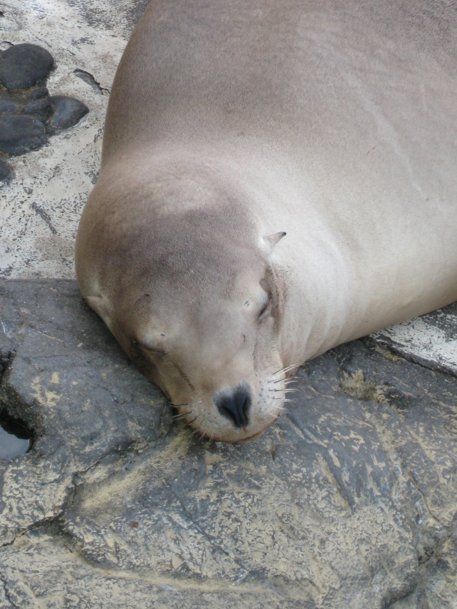 15th anniversary for the Aquarium Of The Pacific