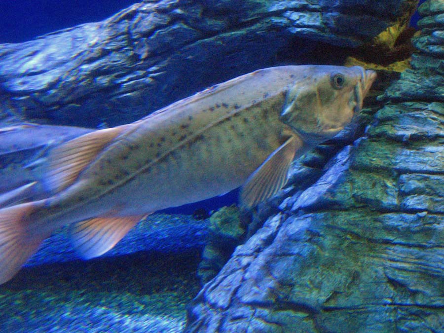 15th anniversary for the Aquarium Of The Pacific