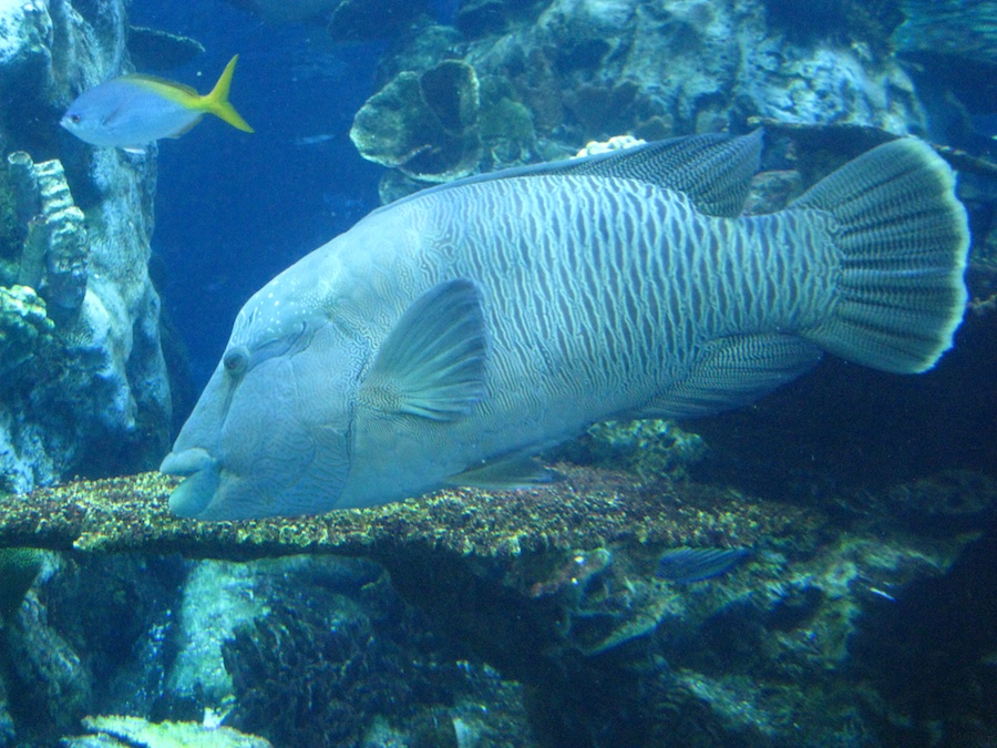 15th anniversary for the Aquarium Of The Pacific