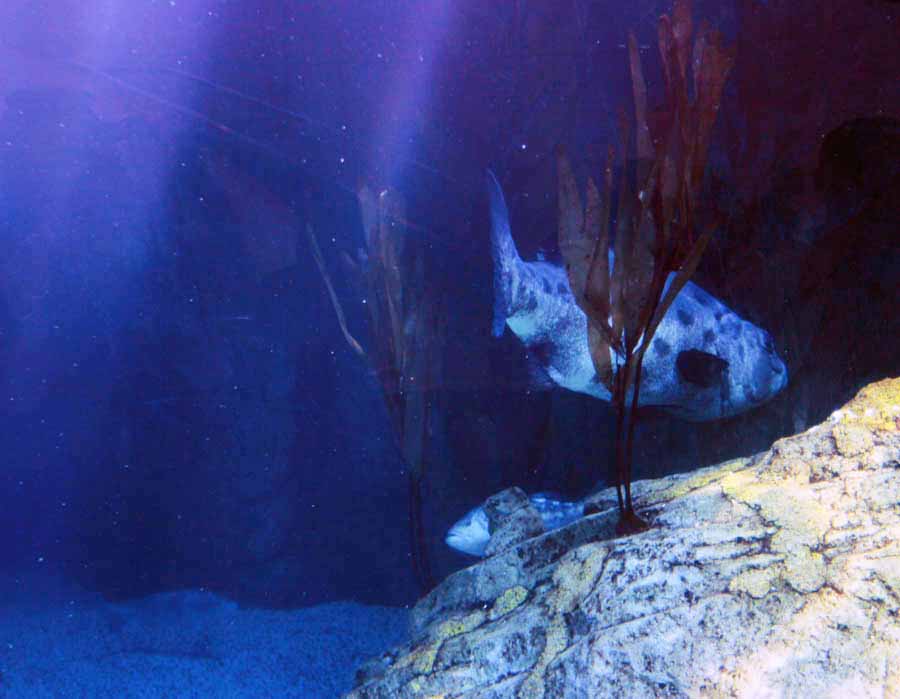 Aquarium Of The PAcific With Friends September 2014