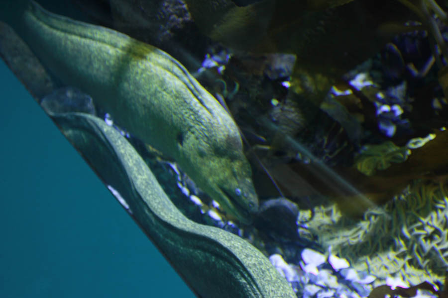 Aquarium Of The PAcific With Friends September 2014