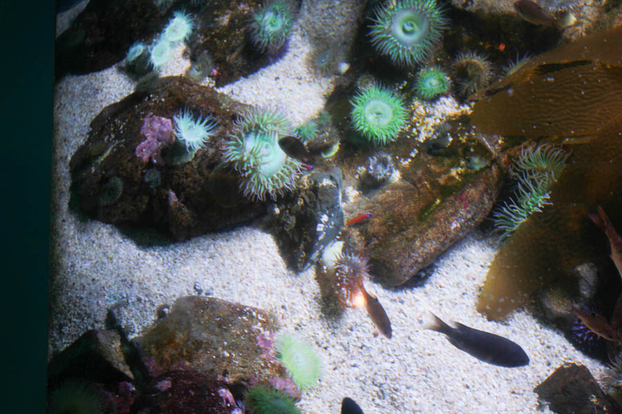 Aquarium Of The PAcific With Friends September 2014