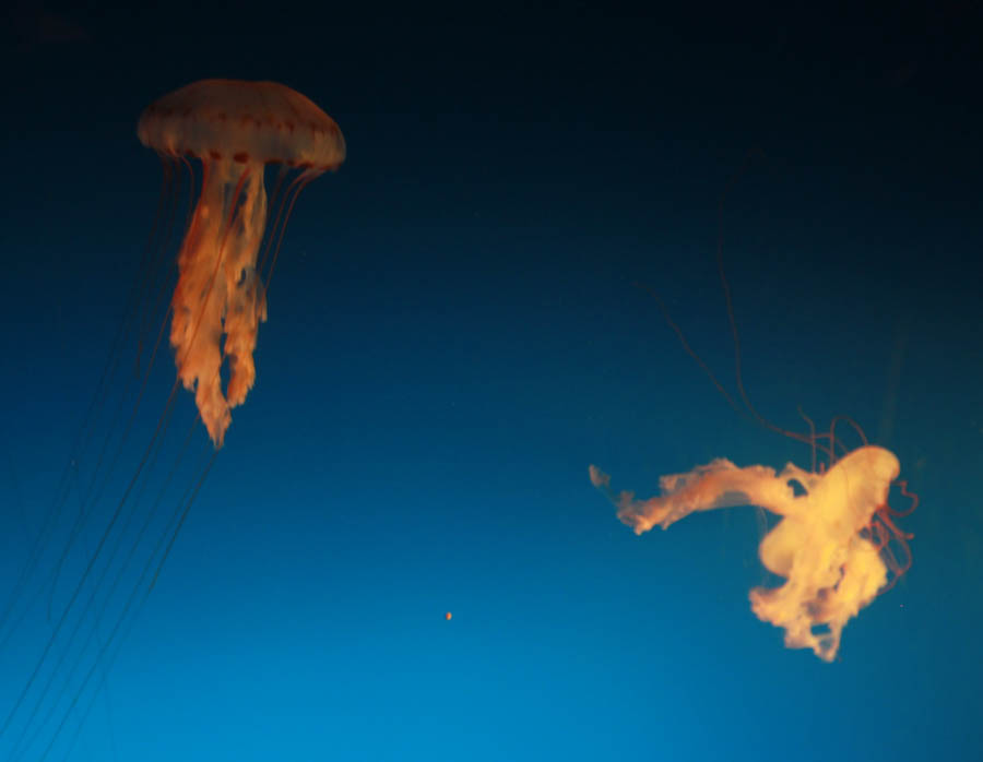 Aquarium Of The PAcific With Friends September 2014