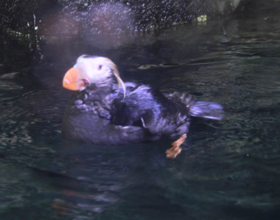 Aquarium Of The PAcific With Friends September 2014