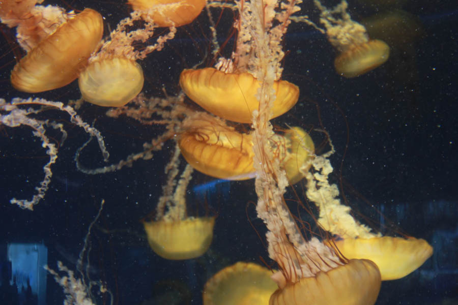 Aquarium Of The PAcific With Friends September 2014