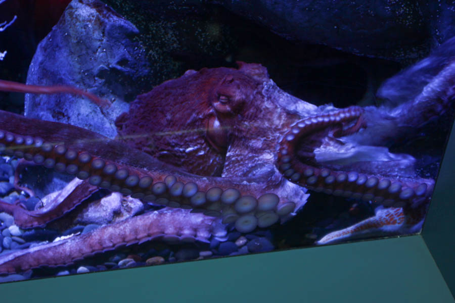 Aquarium Of The PAcific With Friends September 2014