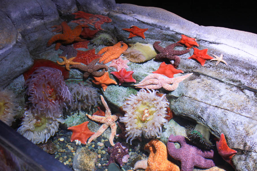 Aquarium Of The PAcific With Friends September 2014