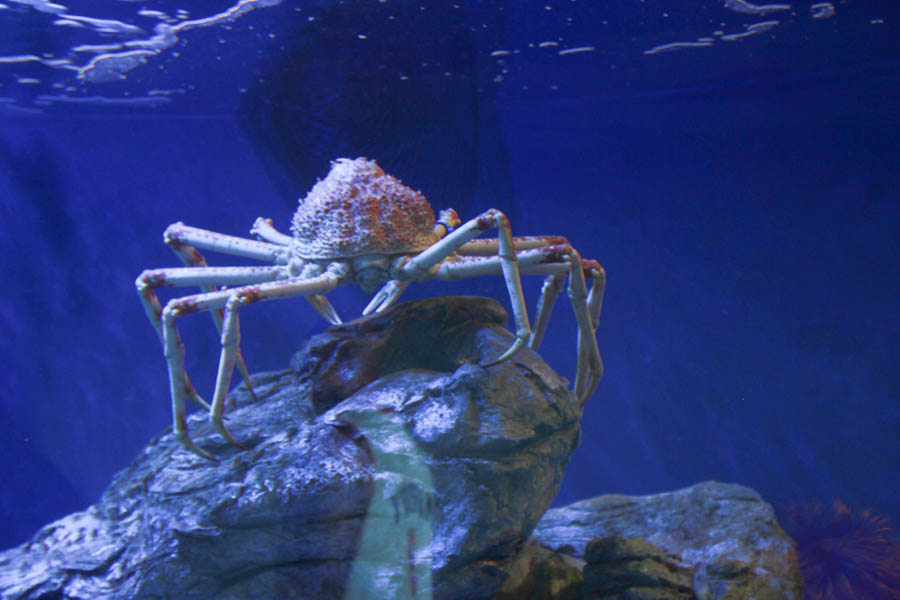 Aquarium Of The PAcific With Friends September 2014