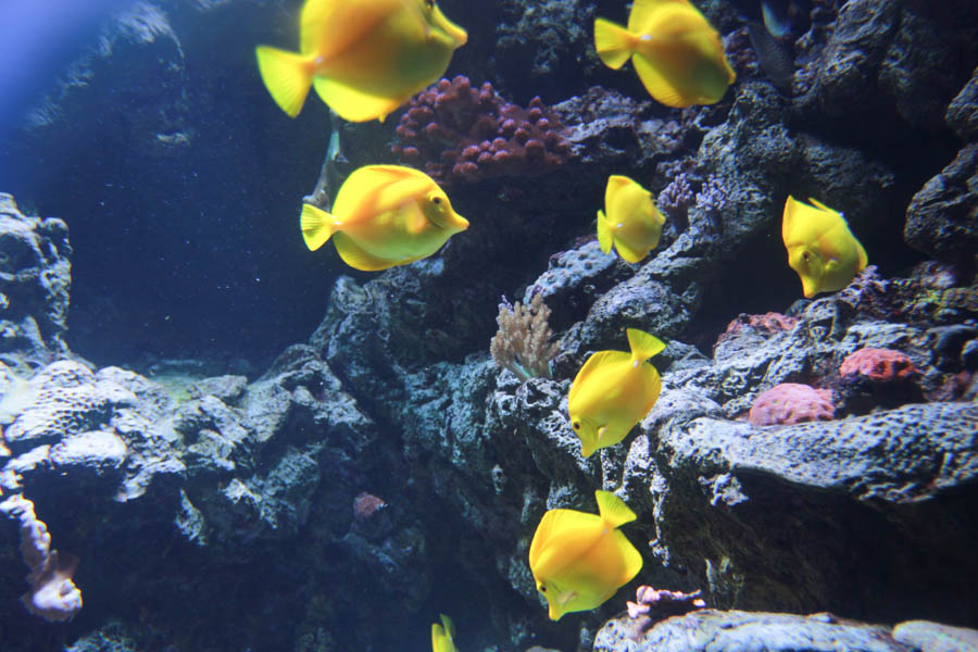 Aquarium Of The PAcific With Friends September 2014