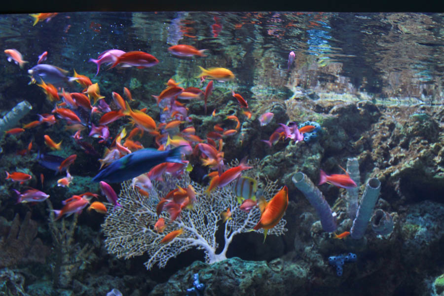 Aquarium Of The PAcific With Friends September 2014