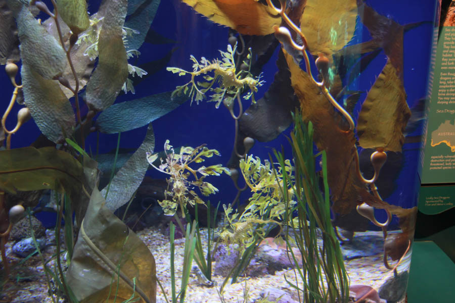 Aquarium Of The PAcific With Friends September 2014