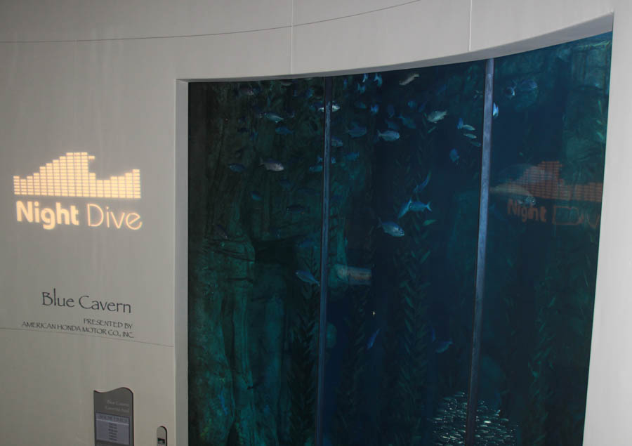 Dive Night at the Aquarium October 2nd 2015