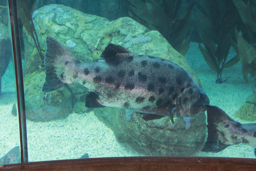 Walking at the Long Beach Aquarium 5/25/2016