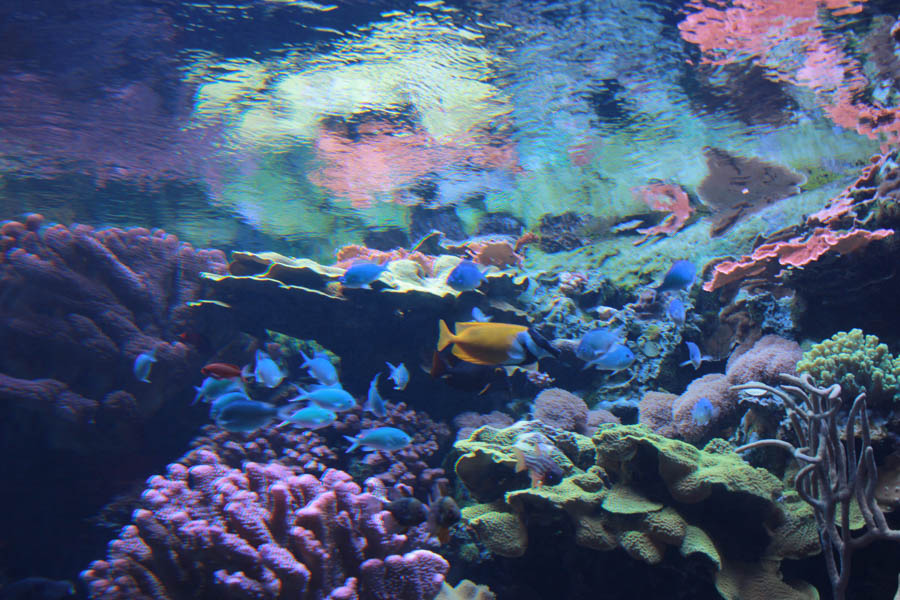 Walking at the Long Beach Aquarium 5/25/2016